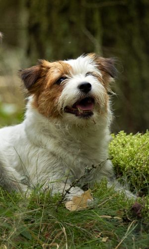 ed925b58-81fb-4cfe-85f4-dc0f593b69d4